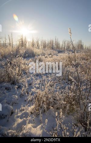 Nahaufnahme von frostbedeckten Sträuchern mit Sonnenschein in der winterlichen Landschaft am Reflection Lake in Palmer Hay Flats Stockfoto