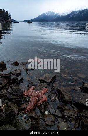 Nahaufnahme eines Seesterns (Asteroidea), der auf den Felsen der Sea Star Cove ruht, und eines weiteren im flachen Wasser in der Nähe der Küste in Kachemak Bay Stockfoto