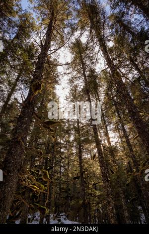 Im Kachemak Bay State Park, Homer, Alaska, USA, könnt ihr die moosbedeckten Nadelbäume bestaunen Stockfoto