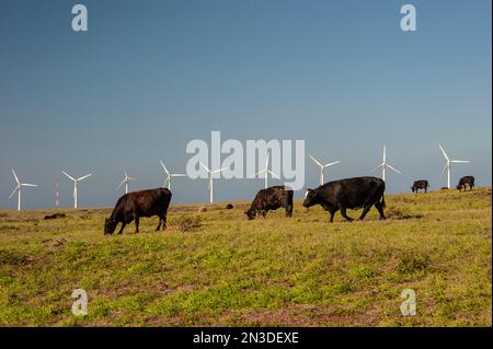 Eine Reihe von Windturbinen und Viehweiden auf der Big Island of Hawaii, am South Point entlang des Highway 11. Strom aus Wind hat... Stockfoto