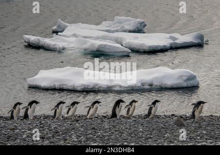 Parade der Adelie-Pinguine (Pygoscelis adeliae) vorbei an Eisbrocken auf dem Brown's Bluff der Antarktis Stockfoto