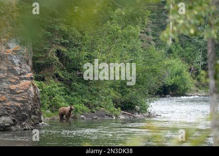 Grizzlybär (Ursus arctos horribilis), der den Nakina River in seinem natürlichen Lebensraum nach Lachsen durchsucht; Atlin, British Columbia, Kanada Stockfoto