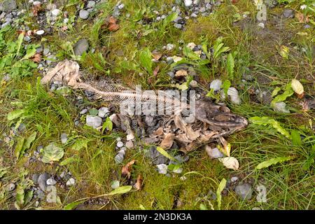 Skelett eines verrotteten rosa Lachses (Oncorhynchus gorbuscha) am Ufer des Nakina River; Atlin, British Columbia, Kanada Stockfoto