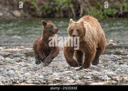 Nahaufnahme einer Grizzlybärin (Ursus arctos horribilis) und ihres Jungen, die am felsigen Ufer des Nakina River entlang laufen, nachdem sie von einem... Stockfoto