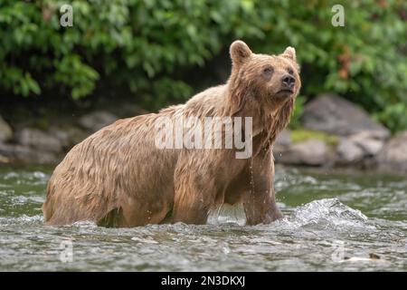 Nahaufnahme eines weiblichen Grizzlybären (Ursus arctos horribilis), der nach dem Schwimmen über den Nakina River aus dem Wasser kommt Stockfoto