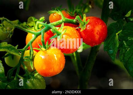 Nahaufnahme von Traubentomaten (Solanum lycopersicum var. Cerasiforme), gereift mit Wassertröpfchen; Alberta, Kanada Stockfoto