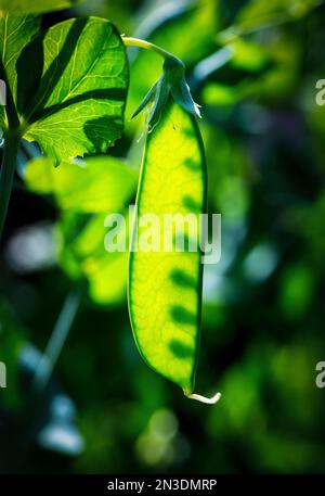 Nahaufnahme der Erbsenschote (Pisum sativum) auf der Pflanze; Alberta, Kanada Stockfoto