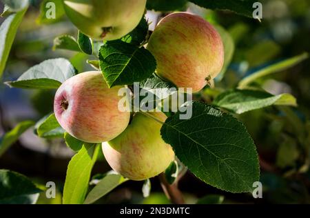 Nahaufnahme von roten Äpfeln (Malus), die reifen und an einem Baum hängen; Alberta, Kanada Stockfoto