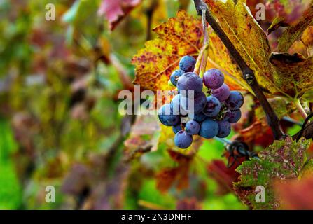 Nahaufnahme eines kleinen Haufens roter Trauben mit bunten Herbstblättern; Vineland, Ontario, Kanada Stockfoto