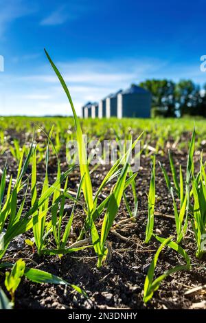 Nahaufnahme der frühen Gerste (Hordeum vulgare), die auf einem Feld mit Metallkörnern im Hintergrund wächst; westlich von Calgary, Alberta, Kanada Stockfoto