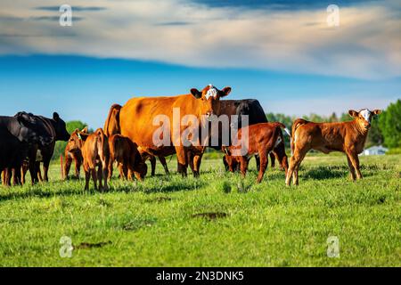 Nahaufnahme der frühen Gerste (Hordeum vulgare), die auf einem Feld mit Metallkörnern im Hintergrund wächst; westlich von Calgary, Alberta, Kanada Stockfoto