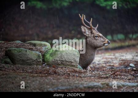 Sika-Hirsch (Cervus nippon) auf der Insel Miyajima, auch bekannt als Itsukushima. Mehr als tausend Hirsche leben auf der Insel und wandern ... Stockfoto