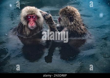 Ein Paar japanischer Makaken (Macaca fuscata), oft als Schneeaffen bezeichnet, sitzt zusammen im Jigokudani ... im heißen Quellwasser Stockfoto