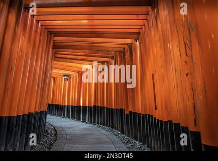 Etwa 1.000 Torii-Tore säumen den Hauptweg nach Fushimi Inari-taisha, dem Kopfschrein des kami Inari, der sich in Fushimi-ku, Kyoto, befindet. Die Reihen von bis... Stockfoto