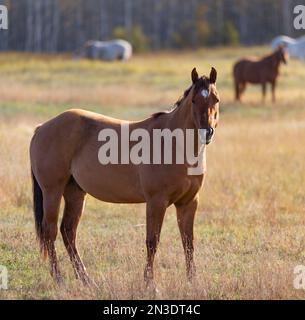 Porträt eines Pferdes (Equus ferus caballus), das auf einem Feld mit anderen Pferden im Hintergrund um Smithers und Hazelton steht Stockfoto