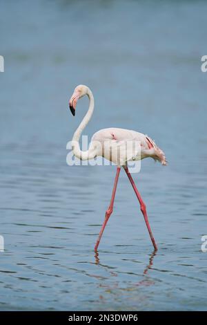 Porträt einer großen Flammingos (Phoenicopterus roseus) im Parc Naturel Regional de Camargue; Camargue, Frankreich Stockfoto