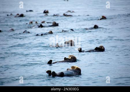 Ein Floß von Seeottern (Enhydra lutris), die in Seetang in der Kachemak Bay bei Homer, in Homer, Alaska, Vereinigte Staaten von Amerika schwimmen Stockfoto
