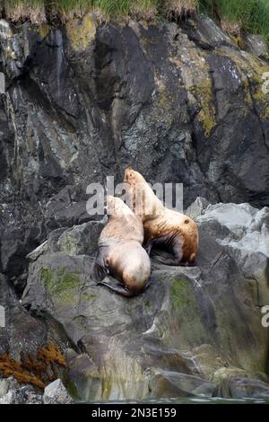 Seelöwen (Otariinae) sonnen sich auf einer Fahrt auf Flat Island in Cook Inlet, Homer, Alaska, USA Stockfoto