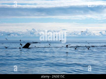 Fluke eines Buckelwals (Megaptera Novaeanglia), vom blauen Wasser der Kachemak Bay aus gesehen, während Sie tauchen, um sich mit Seevögeln im Meer zu ernähren... Stockfoto