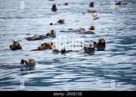 Ein Floß von Seeottern (Enhydra lutris), die in Seetang in der Kachemak Bay bei Homer, in Homer, Alaska, Vereinigte Staaten von Amerika schwimmen Stockfoto