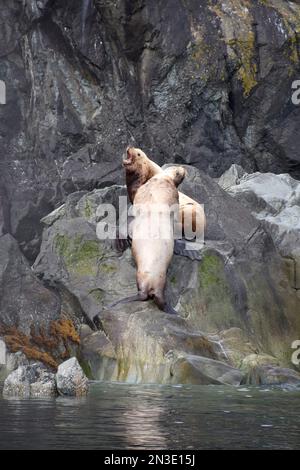 Seelöwen (Otariinae) sonnen sich auf einer Fahrt auf Flat Island in Cook Inlet, Homer, Alaska, USA Stockfoto