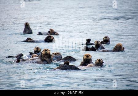 Ein Floß von Seeottern (Enhydra lutris), die in Seetang in der Kachemak Bay bei Homer, in Homer, Alaska, Vereinigte Staaten von Amerika schwimmen Stockfoto