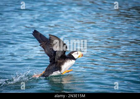 Ein getufteter Papageientaucher (Fratercula cirrhata) fliegt auf Gull Island in der Kachemak Bay bei Homer; Homer, Alaska, Vereinigte Staaten von Amerika Stockfoto