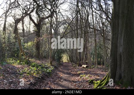 Wälder, Wege und Landschaft in den North Downs, Cudham, Kent im Februar. Silvester Wald ist der größte Wald der Gegend östlich des Dorfes Nr. Knockholt Stockfoto