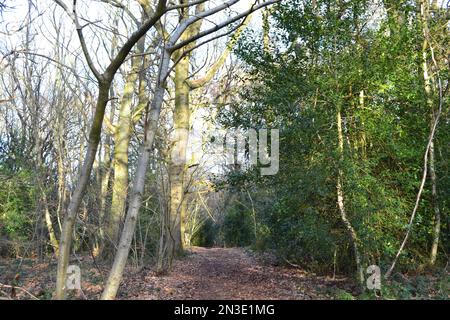 Wälder, Wege und Landschaft in den North Downs, Cudham, Kent im Februar. Silvester Wald ist der größte Wald der Gegend östlich des Dorfes Nr. Knockholt Stockfoto