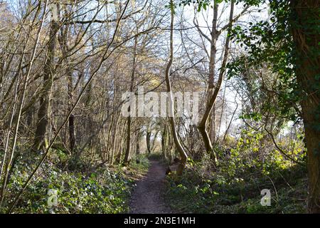 Wälder, Wege und Landschaft in den North Downs, Cudham, Kent im Februar. Silvester Wald ist der größte Wald der Gegend östlich des Dorfes Nr. Knockholt Stockfoto