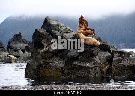 Seelöwen (Otariinae) sonnen sich auf einer Fahrt auf Flat Island in Cook Inlet, Homer, Alaska, USA Stockfoto