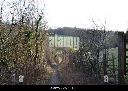 Wälder, Wege und Landschaft in den North Downs, Cudham, Kent im Februar. Silvester Wald ist der größte Wald der Gegend östlich des Dorfes Nr. Knockholt Stockfoto