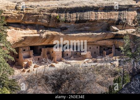 Ein Blick in das Spruce Tree House, Cliff Dwellings im Mesa Verde National Park; Mancos, Colorado, USA Stockfoto