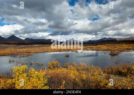 Herbstlaub mit einem ruhigen See und zerklüfteten Berggipfeln entlang des Denali Highway; Denali Highway, Alaska, Vereinigte Staaten von Amerika Stockfoto