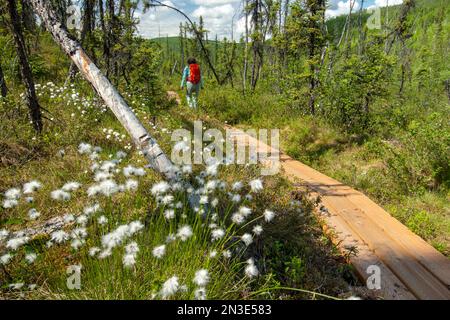 Blick von hinten auf eine Frau, die entlang der Chena Hot Springs Road zu den Angel Rocks wandert, vor Fairbanks mit Baumwollgraspflanzen im Vordergrund Stockfoto