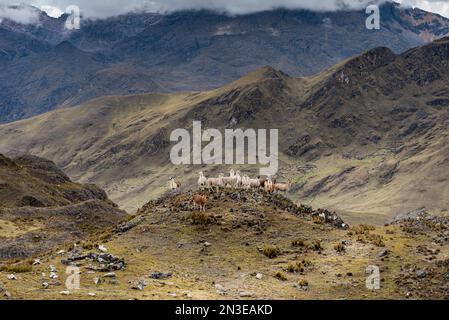 Lama (Lama glama) im Lares Valley mit Bergkulisse; Lares Valley, Cusco, Peru Stockfoto