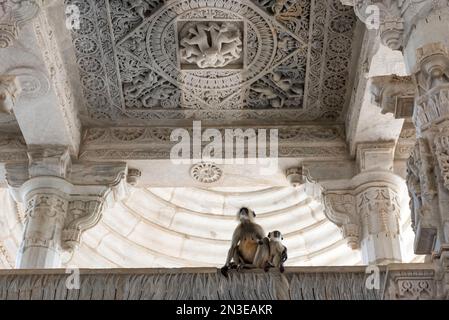 Affen ruhen auf einem Innenbalkon unter einer aufwändig geschnitzten Decke im Jain-Tempel in Ranakpur; Ranakpur, Rajasthan, Indien Stockfoto