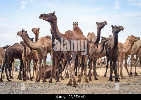 Kamele (Kamelus) in einer Gruppe auf der Puskar Kamelmesse; Pushkar, Rajasthan, Indien Stockfoto