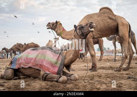 Kamele (Camelus) auf der Puskar Camel Fair; Pushkar, Rajasthan, Indien Stockfoto