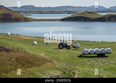 Das Heu für Futterzwecke ist in Kunststoff verpackt, um vor harten Wintern in der nördlichen Region von Vatnajokull, Husavik, Island, zu schützen Stockfoto