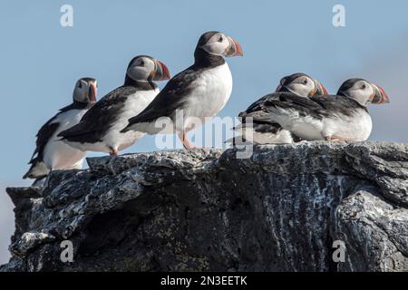 Porträt einer Gruppe Papageientaucher (Fratercula) auf einer Klippe auf der Insel Vigur, der zweitgrößten Insel des Ísafjarðardjúp-Fjords in Westfjorden, Isländisch... Stockfoto