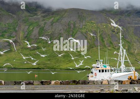 Seevögel fliegen über die Küste und suchen nach Resten von Fischen von den Fischerbooten, die im Hafen von Siglufjörður angedockt sind, einem kleinen Fischerort von ca.... Stockfoto