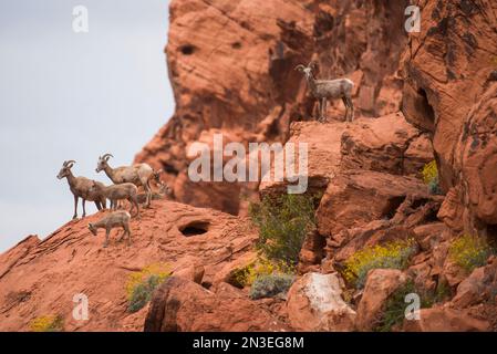 Wüstenbighorn (Ovis canadensis nelsoni) Schafe und Lämmer in roten Felsen mit gelb blühenden Brittlebush (Encelia farinosa) in Valley of Fire St... Stockfoto