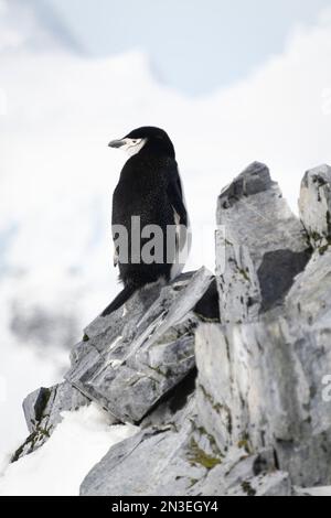 Kinnspinguin (Pygoscelis antarcticus) ist links vom Felsrücken aus der Antarktis Stockfoto