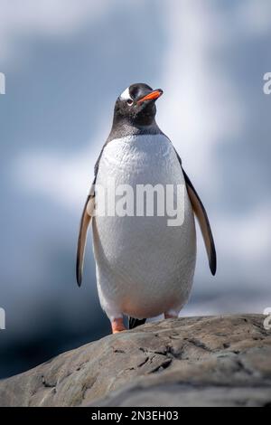 Gentoo-Pinguin (Pygoscelis papua) thront auf Felsenkamera; Antarktis Stockfoto