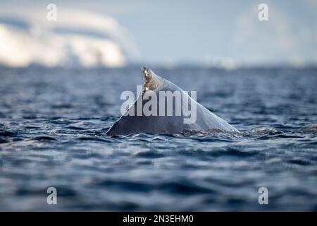 Buckelwal (Megaptera novaeangliae) taucht in der Nähe von Eis vor Enterprise Island auf; Wilhelmina Bay, Antarktis Stockfoto