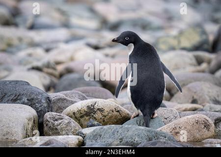 Porträt eines Adelie-Pinguins (Pygoscelis adeliae), der auf Felsen an einem Kieselstrand steht und über seine Schulter blickt; Cuverville Island, Antarktis Stockfoto