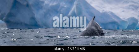 Buckelwal (Megaptera novaeangliae) taucht in der Nähe des Eisbergs bei Sonnenschein vor Enterprise Island auf; Wilhelmina Bay, Antarktis Stockfoto