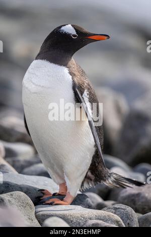 Porträt eines Gentoo-Pinguins (Pygoscelis papua), der auf Felsen am Kieselstrand steht und den Kopf dreht; Cuverville Island, Antarktis Stockfoto