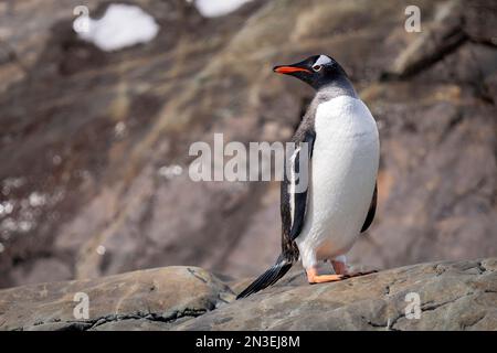 Porträt eines Gentoo-Pinguins (Pygoscelis papua), der auf Felsen steht und den Kopf dreht; Antarktis Stockfoto